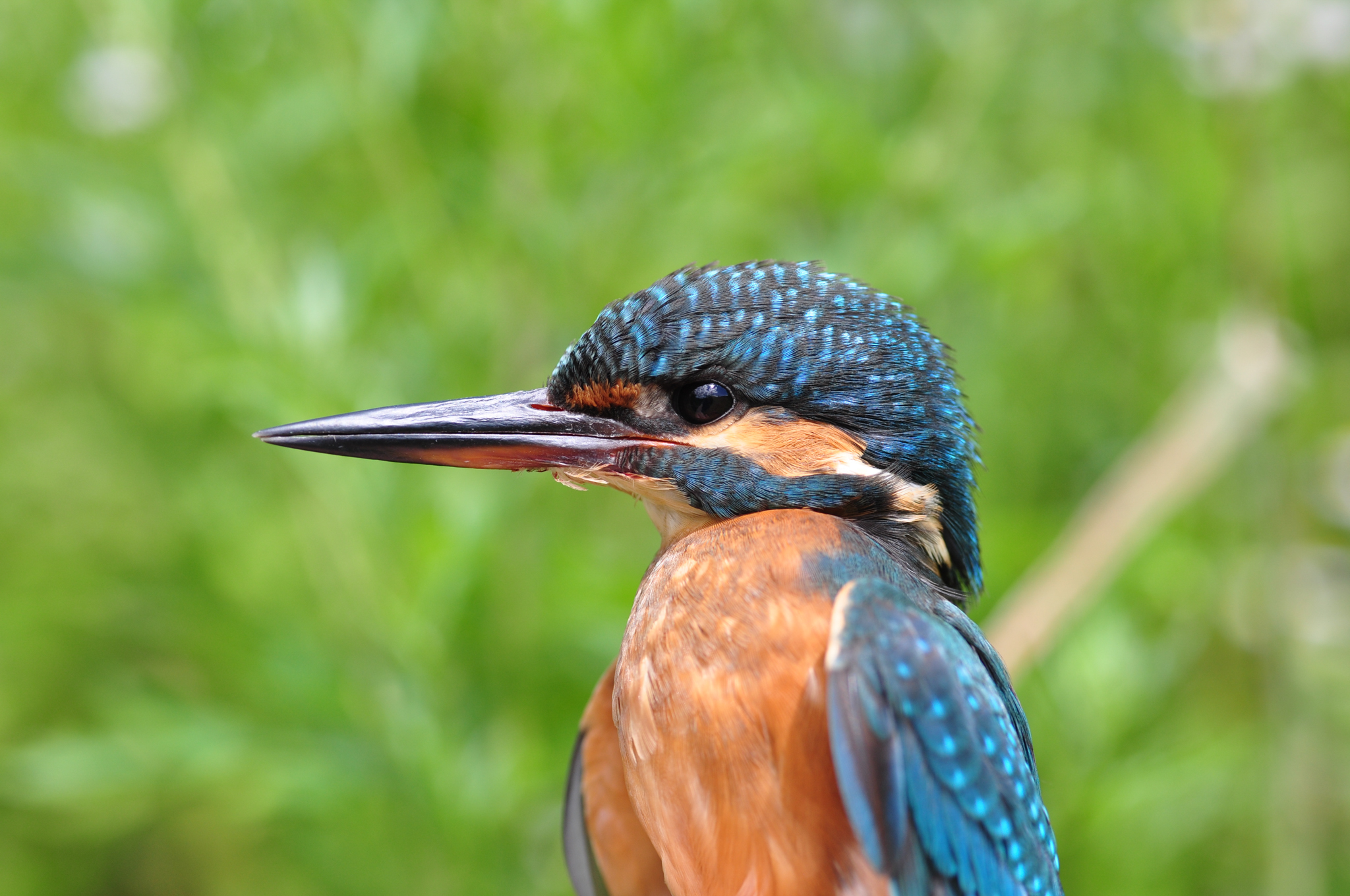 NaTour Bird Watching