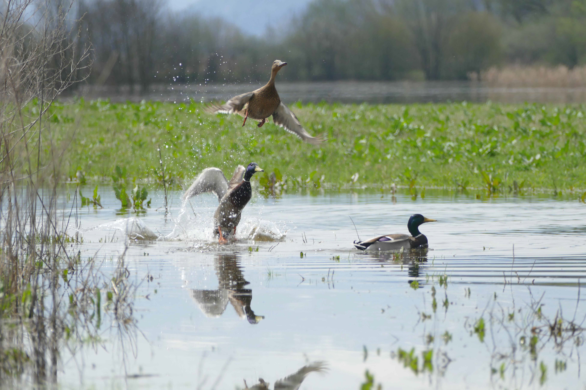 NaTour Bird Watching