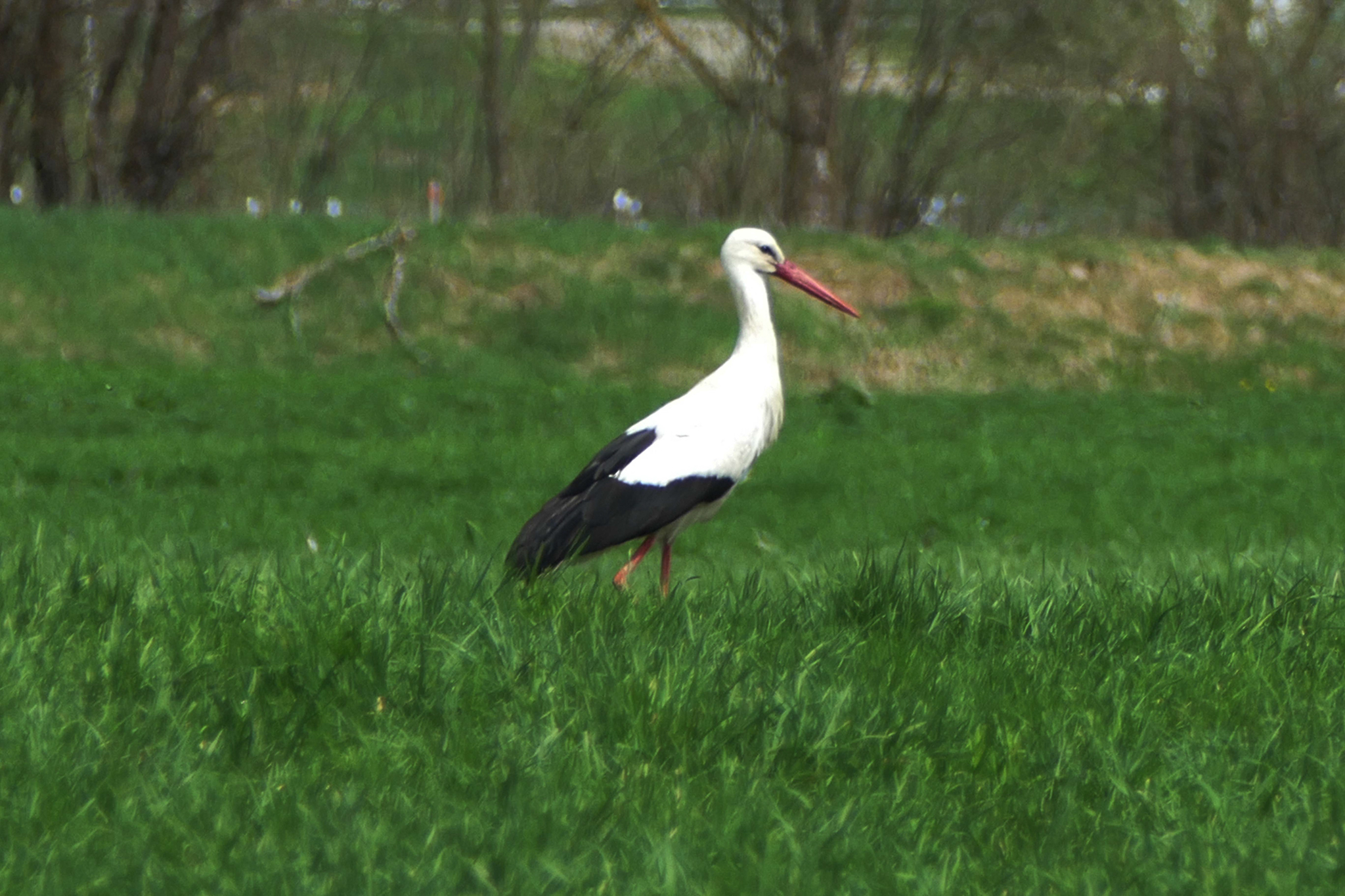 NaTour Bird Watching