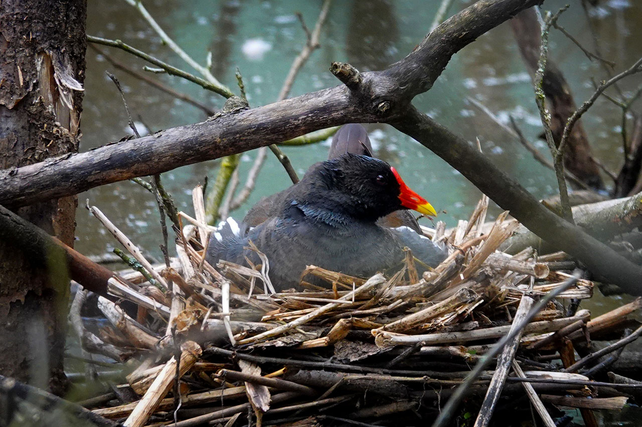 Bird Watching Touren im Europaschutzgebiet Tiebelmündung am Ossiacher See