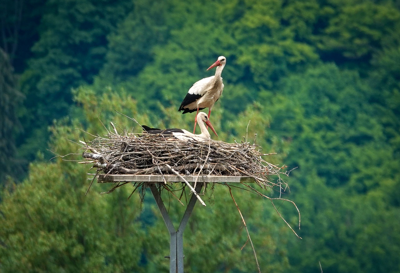 Bird Watching Touren im Europaschutzgebiet Tiebelmündung am Ossiacher See